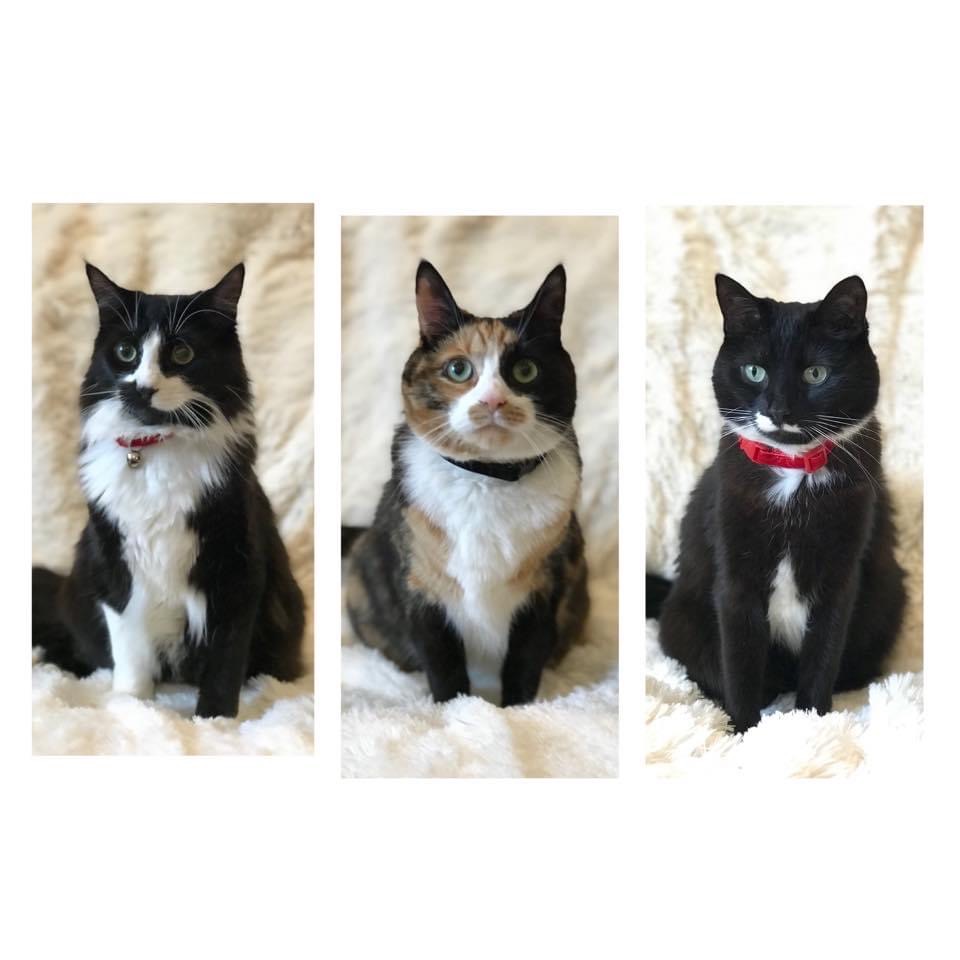 The Trendsetter Breakaway Cat Collar - Skanky Kitty